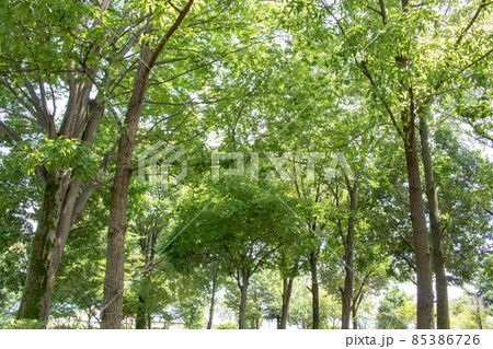 さわやかな木漏れ日を感じる 85386726