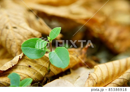 幼木と枯れ葉 85386918