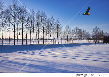 厳冬期の道東地方の美しい雪景色 85387907