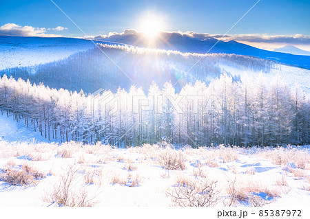 《長野県》霧氷の原生林・冬の霧ヶ峰高原 《長野県》霧氷の原生林・冬の霧ヶ峰高原 85387972