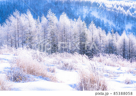 《長野県》霧氷の原生林・冬の霧ヶ峰高原 《長野県》霧氷の原生林・冬の霧ヶ峰高原 85388058