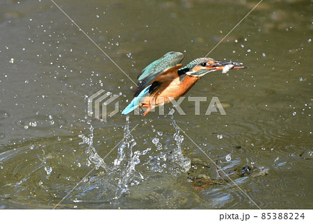 カワセミの捕食の写真素材 [85388224] - PIXTA