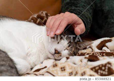 猫と一緒に暮らす　キジトラ猫 85388921