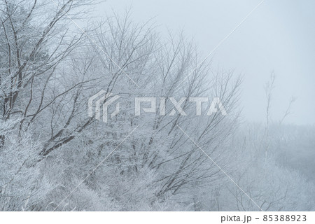 雪に覆われた森 雪に覆われた森 85388923