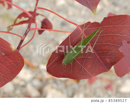 クダマキモドキ 85389527