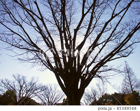 冬の公園の欅 冬の公園の欅 85389588