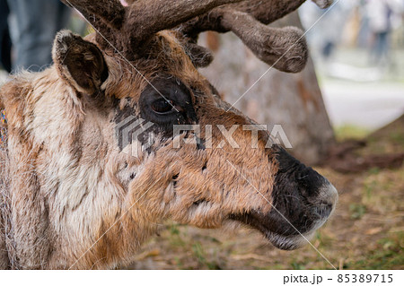 Portrait of sad brown siberian deer lying and resting at farm, zoo - close up 85389715