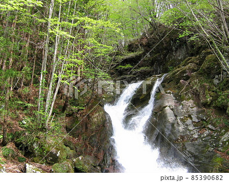 鳥海山の高瀬峡遊歩道で最初に出会う蔭ノ滝。ヒノソにかかる曲がりくねった斜めの滝。四季おりおり美しい 85390682