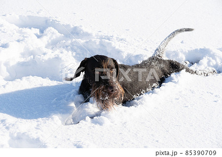 German Wirehaired Pointer - a young purebred dog with a pedigree lies in deep snow. The winter season is full of snow and frosty air. German Wirehaired Pointer - a young purebred dog with a pedigree lies in deep snow. The winter season is full of snow and frosty air. 85390709