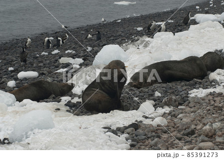 Antarctic fur seal(Arctophoca gazella), an beach, Antartic peninsula. 85391273