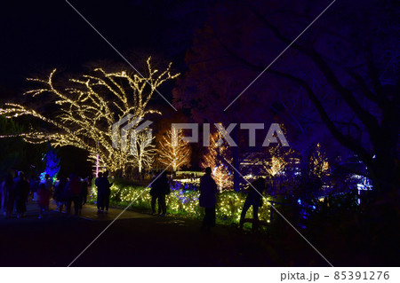 埼玉県東松山市　森林公園のライトアップ 85391276