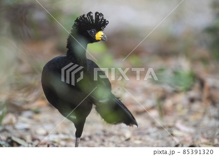 Bare faced Curassow, in a jungle environment, Pantanal Brazil 85391320