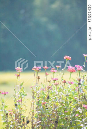 日本の田舎の道端にさく淡いピンクの花 85391430