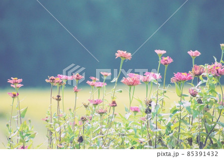 日本の田舎の道端にさく淡いピンクの花 85391432