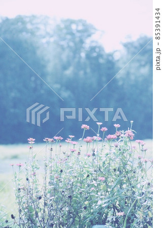 日本の田舎の道端にさく淡いピンクの花 85391434