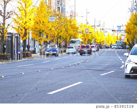 京都法務局前の秋 京都法務局前の秋 85391519