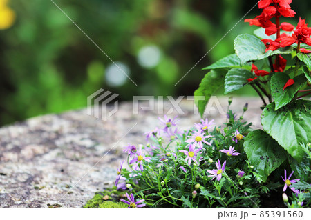赤いサルビアと可愛らしいブラキカムの花 赤いサルビアと可愛らしいブラキカムの花 85391560
