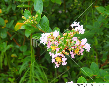 野原に張り出し実をつけて咲く百日紅の花 野原に張り出し実をつけて咲く百日紅の花 85392030