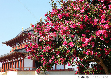 平城京跡の山茶花 平城京跡の山茶花 85392528