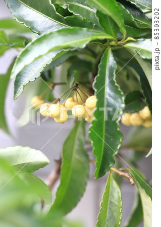 白実の万両(マンリョウ) 白実の万両(マンリョウ) 85393202