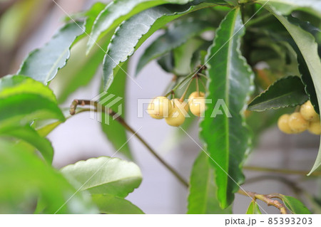 白実の万両（マンリョウ） 85393203