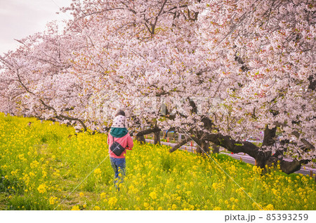 熊谷　桜堤　満開の桜と土手に咲く菜の花 85393259