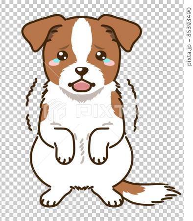 Frightened Jack Russell Terrier (White & Tan) 85393490
