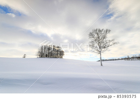 【北海道美瑛町】雪原と積雲とマイルドセブンの木　12月 85393575