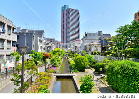 古石場親水公園/ウェルタワー深川方面を望む(東京都江東区)【2021.4】 古石場親水公園/ウェルタワー深川方面を望む(東京都江東区)【2021.4】 85393583