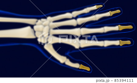 Hand Distal Phalanges Bones Anatomy For Medical Concept 3D Hand Distal Phalanges Bones Anatomy For Medical Concept 3D 85394111