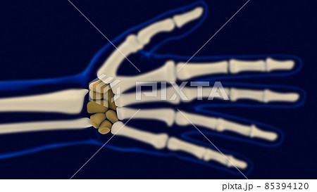 Hand Wrist Carpals Bones Anatomy For Medical Concept 3D 85394120