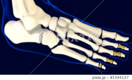 Middle Phalanges foot bones Anatomy for medical concept 3D Middle Phalanges foot bones Anatomy for medical concept 3D 85394137