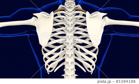 Second bone of Rib cage Anatomy for medical concept 3D 85394198