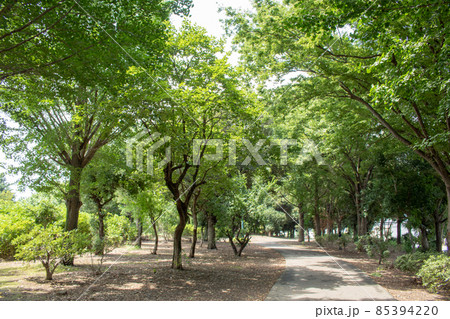 木漏れ日の散歩道 木漏れ日の散歩道 85394220
