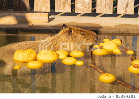 冬ののんほいパーク、カピバラのお風呂〈愛知県豊橋市〉 冬ののんほいパーク、カピバラのお風呂〈愛知県豊橋市〉 85394283