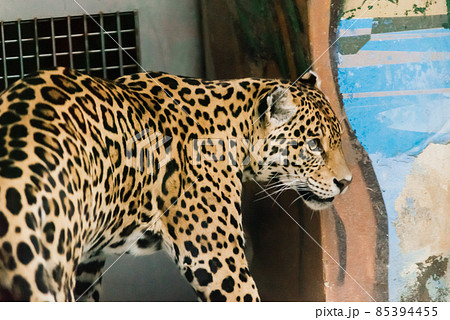 Leopard pantera padus kotiya in the rock 85394455