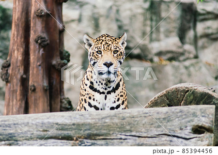 Leopard pantera padus kotiya in the rock 85394456