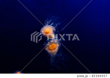 A group of light blue jellyfish swimming in a water 85394457