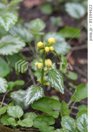 Variegated Yellow archangel Variegated Yellow archangel 85394622
