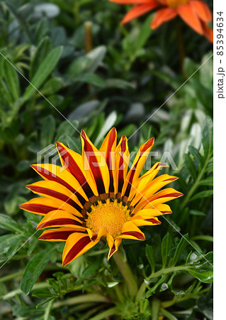 Treasure flower 85394634