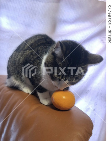 みかんを見つめる猫 みかんを見つめる猫 85394775