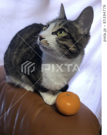 みかんと一緒に背もたれに乗る猫 みかんと一緒に背もたれに乗る猫 85394776