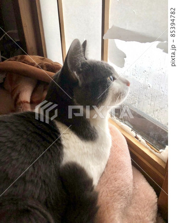 窓から外を眺める猫の横顔 窓から外を眺める猫の横顔 85394782