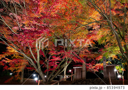 静岡県伊豆市修善寺 虹の郷 紅葉ライトアップ 静岡県伊豆市修善寺 虹の郷 紅葉ライトアップ 85394973