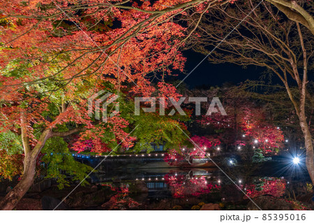静岡県伊豆市修善寺　虹の郷　紅葉のライトアップ　リフレクション 85395016