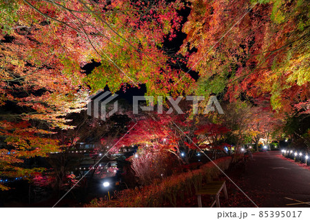 静岡県伊豆市修善寺 虹の郷 紅葉のライトアップ リフレクション 静岡県伊豆市修善寺 虹の郷 紅葉のライトアップ リフレクション 85395017