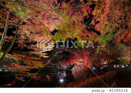 静岡県伊豆市修善寺　虹の郷　紅葉のライトアップ　リフレクション 85395018