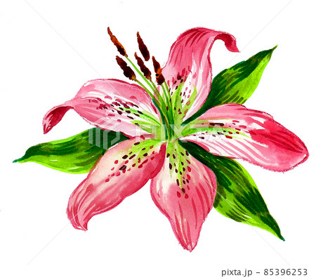 Blossoming lily flower. ink and watercolour illustration Blossoming lily flower. ink and watercolour illustration 85396253