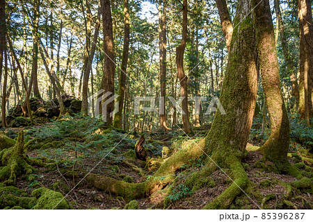 富士山麓に広がる青木ヶ原樹海の木々・神秘的な森の中 85396287
