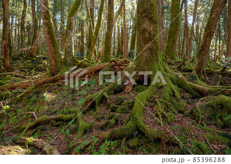 富士山麓に広がる青木ヶ原樹海の木々・神秘的な森の中 富士山麓に広がる青木ヶ原樹海の木々・神秘的な森の中 85396288